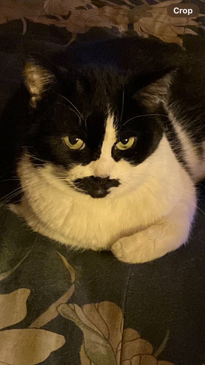 Krista CHI+ ⚜️ tweet media