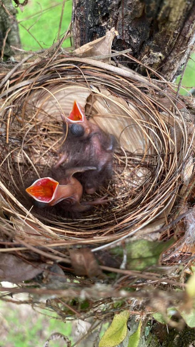 EMC Guyana tweet media