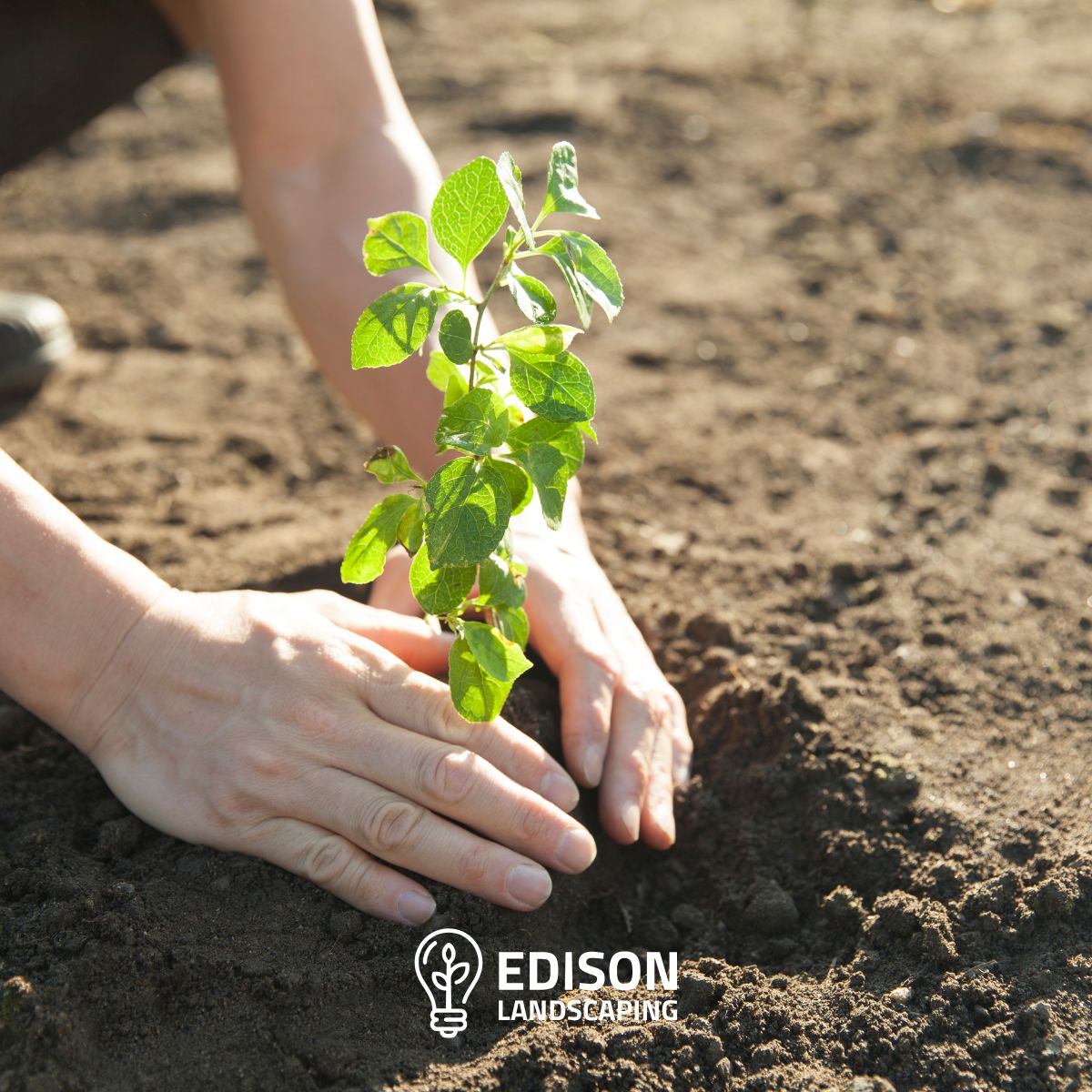 edisonscapes's tweet photo. Yes, you can still plant in March! With 12+ years and 1,000+ projects in the Triangle area, we take the guesswork out of plant selection and timing. Visit https://t.co/KlIHkPpMXJ

#winterplanting #ncgardening https://t.co/Aqg5O5fmGd