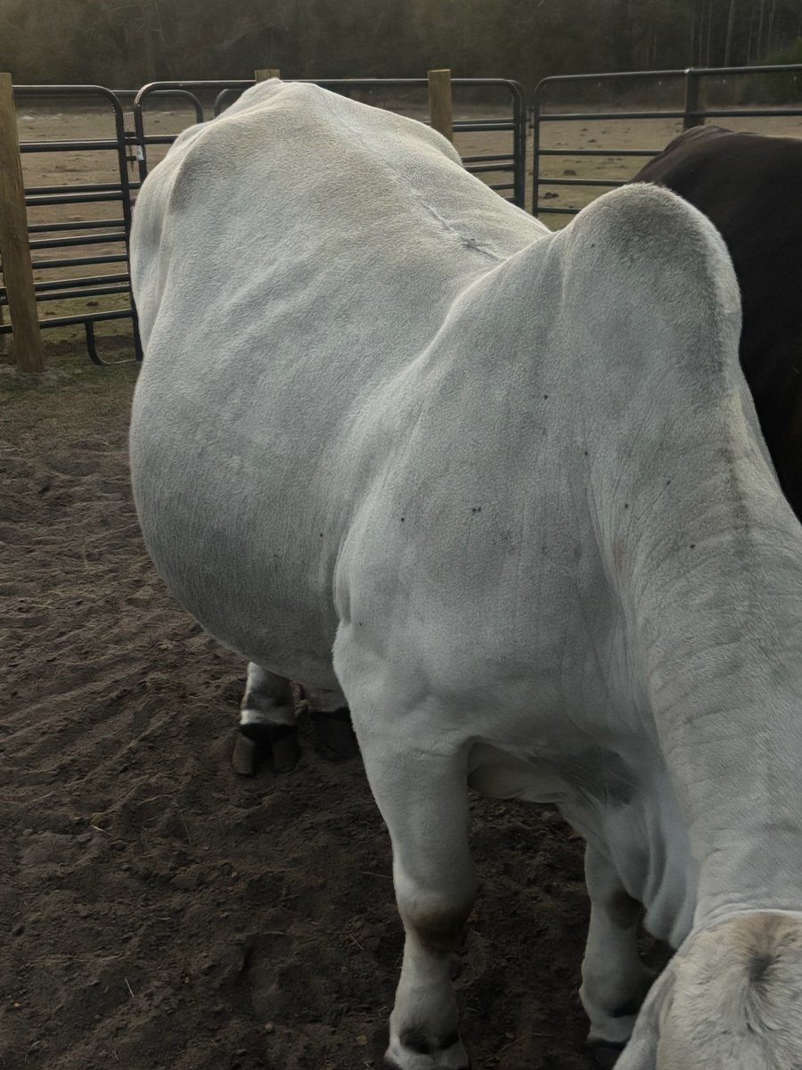 Sassafrass84 tweet media