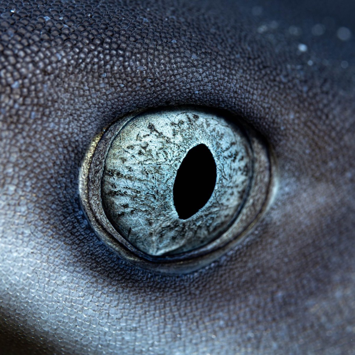 World Ocean Day tweet media