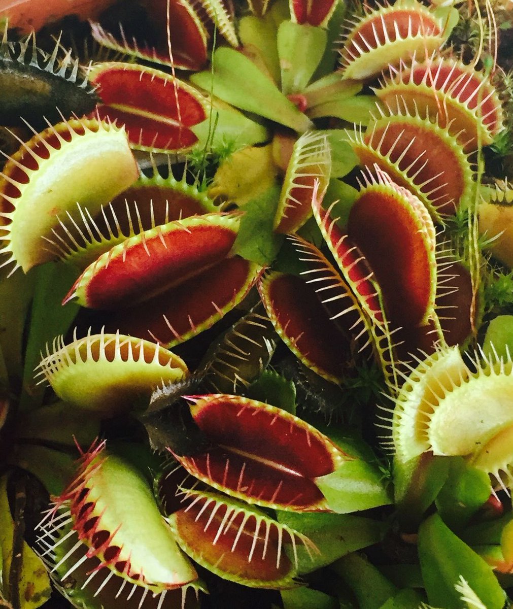 gloss. ✧ kaveh's tweet media