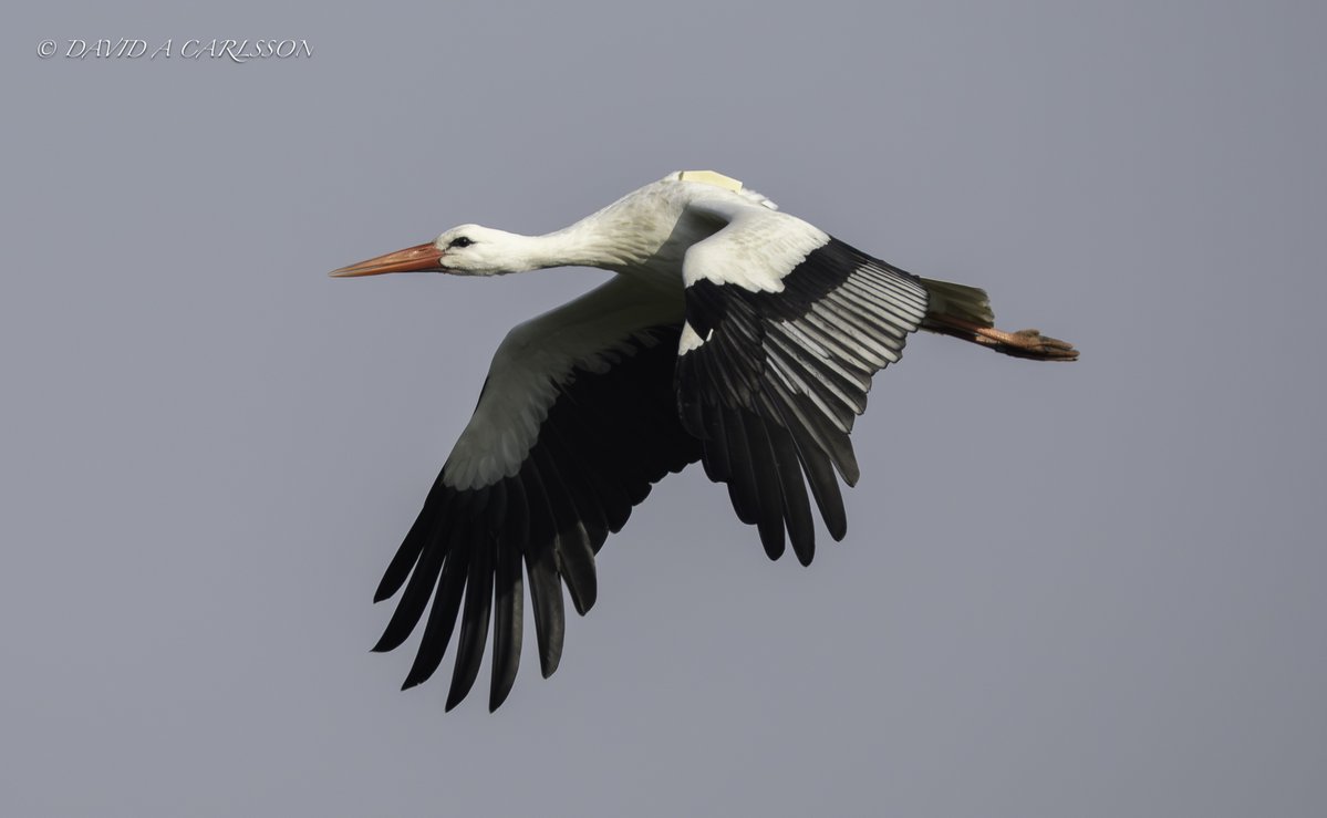 Dave Carlsson tweet media