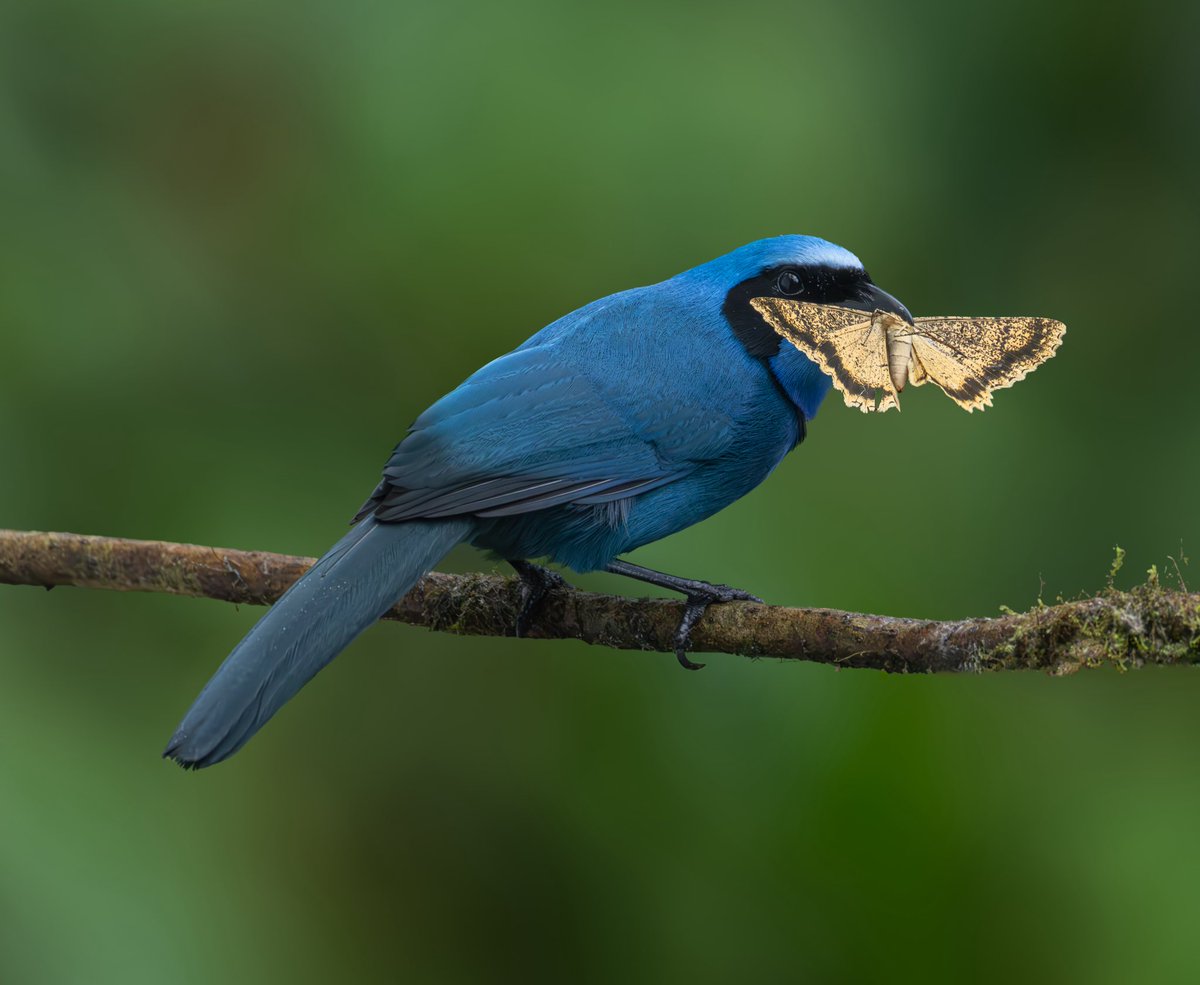 kacau Oliveira - Brazilian Photographer tweet media