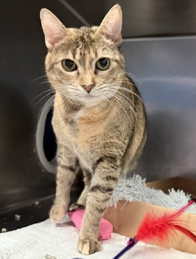 JLthekid9999's tweet photo. ππ AUTUMN (ID 256370), 5 YO, FEMALE β IN MANHATTAN ACC - came into the shelter as an owner surrender on 1/27/2026, with the surrender reason stated as animal behavior - aggressive towards people. ππ πΏ πΏ πΏ πΏ
β‘οΈTBD 3/24/26
β‘οΈ NEW HOPE PARTNER RESCUE ONLY
β‘οΈ TOO LOW ON PLEDGES TO STIMULATE RESCUE INTEREST
β‘οΈππ 10TH Chance on Emergency Placement List β 10 TIMES IS ALMOST UNPRECEDENTED β AND SHELTER AT CAPACITY - ALL HANDS ON DECK - NOW IS THE TIME TO ACT/HELP STORMY - HIGHEST EU/SILENT KILL RISK- VERY LIKELY LAST CALLππ π±π₯π₯π±
β‘οΈ 55 DAYS IN SHELTER β TOO LONG β TIME IS RUNNING OUT
β‘οΈ AUTUMN IS ON THE EPL FOR BEHAVIORAL REASONS -She has a severe bite/scratch history and may display signs of confliction, overstimulation, or pet-induced aggression in the shelter environment. When she is welcoming of attention, she allows petting and handling and enjoys puree treats as a reward. Despite her positive interactions at times, it is in her best interest to move out of the kennel environment and into a stable home as quickly as possible. She would do best in a home with adopters who are willing to give her plenty of time and space to adjust, and who have experience with helping a fearful or sensitive cat adjust to strangers. This designation often means that the cat will be given very little time for rescue/foster/adoption. π₯π₯π₯π₯
I lived with children in my previous home. Cheek and chin scratches make me so happy! I am finding the shelter a little overwhelming, but when it's just you and me and some peace and quiet you'll see what a love bug I am. I am looking for a home with a patient person. I can be slow to adjust to new environments. I prefer to take things at my own pace. I'm sensitive and shy. I'll need extra help from you. What my friends at ACC say about me: Autumn was sitting up at the back of the kennel with her head and ears forward, focused on the assessor with a neutral body and eyes. When offering treats on the scratcher tool, she lowers her head and leans forward to sniff and then she leans back and sits up when reaching close. She leans in for cheek rubs, remains calm when petting her head, and walks forward to eat treats initially offered when stroking her body. She sniffs the tool again, leans in hard for cheek rubs, rubs her face on the den, walks to the front to greet the assessor, ignores treats offered, and then pokes her head out of the kennel to scan the environment. Pick up was not attempted in order to reduce stress. After closing the door, she eats the leftover treats. β€οΈ π»β€οΈ π»β€οΈ π»
NEEDS OUT OF SHELTER ASAP β
Please RT or pledge, if you can, to save this little one.
@AdamsPaulGrimke
ππΏπThank you