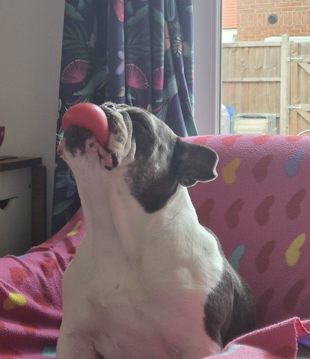 Stepney Hammer tweet media