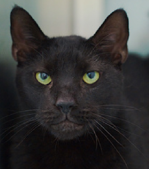 JLthekid9999's tweet photo. 🆘🆘 PUMA (ID 248368), 8 YO, MALE –  IN QUEENS ACC - came into the shelter as a stray on 3/10/2026.🆘🆘 😿 😿 😿 😿

➡️TBD 3/24/26

➡️ SENIOR ALERT

➡️ MEDICAL PRIORITY – NEEDS MORE CARE AND ATTENTION THAN THE SHELTER CAN PROVIDE

➡️ TOO LOW ON PLEDGES TO STIMULATE RESCUE INTEREST

➡️🆘🆘 4TH  Chance on Emergency Placement List – BEYOND URGENT -  NO ROOM IN SHELTER – WILL NOT BE GIVEN MUCH MORE TIME – VERY HIGH EU/SILENT KILL RISK – 🆘🆘 😱🔥🔥😱

➡️ 12 DAYS IN SHELTER – TOO LONG – TIME IS RUNNING OUT

➡️ PUMA IS ON THE EPL FOR MEDICAL REASONS - Puma is a middle aged cat with elevated kidney values consistent with kidney disease. He is also overweight and has dental disease. Puma will need follow up with a veterinarian with placement. This evaluation/diagnosis means that PUMA will be given very little time for rescue/foster/adoption.🔥🔥🔥🔥

What my friends at ACC say about me: My history is a mystery and my friends here do not know much about me yet! I have medical needs that staff will address with you when you meet me. Puma is at the front of the kennel meowing loudly. He greets the assessor with a high tail and immediately nudges against their hand, head bunting intensely. The assessor allows Puma to pet himself against their hand as his tail begins to swish back and forth quickly. When pet along his body, his tail continues to swish. Puma puts his front paws on the assessor's shoulders and attempts to climb into their arms, while head bunting and purring. He allows to be picked up and held, and once set back down continues to attempt to push his way out of the kennel to solicit attention. The assessor redirects him with a liquid treat that he eats readily, and a few toys that he rolls around with once the kennel door is closed. Puma interacts with the observer, solicits and appreciates attention, is easy to handle and tolerates all petting. ❤️ 😻❤️ 😻❤️ 😻

NEEDS OUT OF SHELTER ASAP –

Please RT or pledge, if you can, to save this little one.

@AdamsPaulGrimke

💔😿🙏Thank you