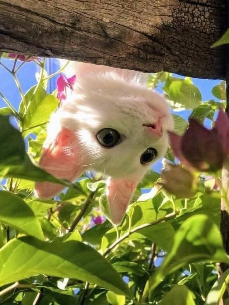 Purely Green tweet media