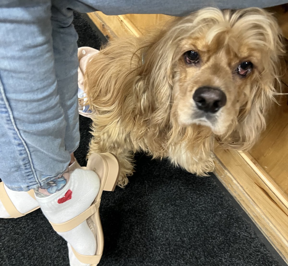 THE HERD HOUSE tweet media