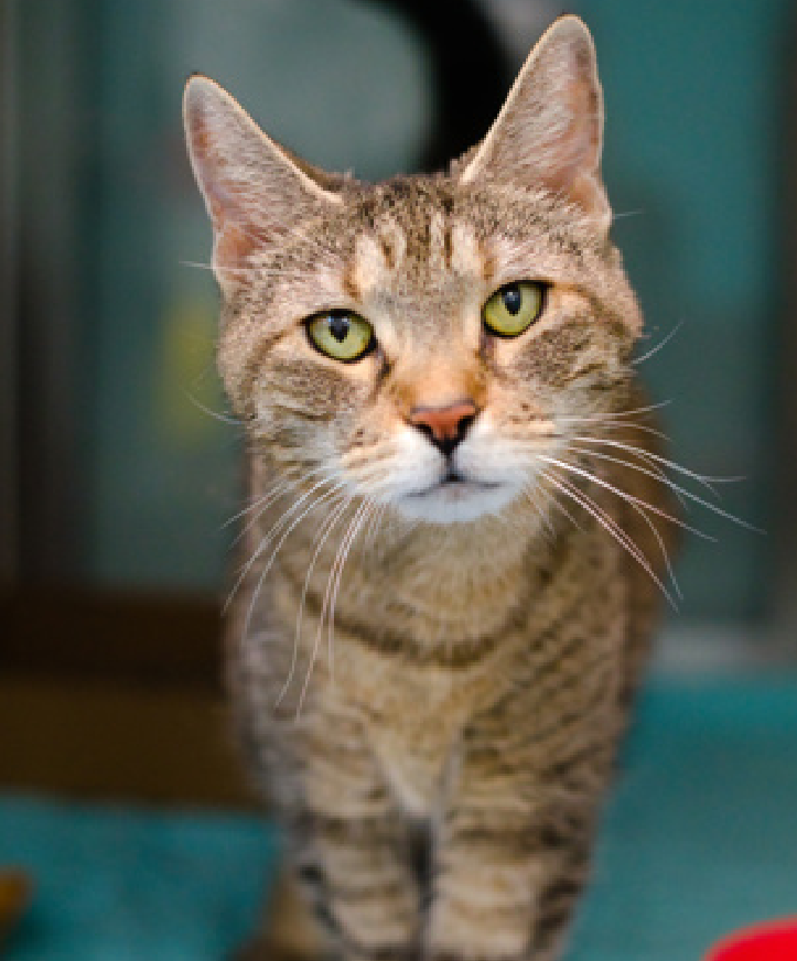 JLthekid9999's tweet photo. 🆘🆘 COCO (ID 249356), 11 YO, FE,ALE –  IN QUEENS ACC - came into the shelter as an owner surrender on 3/10/2026, with the surrender reason stated as person circumstance- moving.    🆘🆘 😿 😿 😿 😿

➡️TBD 3/24/26

➡️ SENIOR ALERT

➡️ MEDICAL PRIORITY – NEEDS MORE CARE AND ATTENTION THAN THE SHELTER CAN PROVIDE – IN FELINE ICU

➡️ TOO LOW ON PLEDGES TO STIMULATE RESCUE INTEREST

➡️ 🆘🆘  3RD Chance on Emergency Placement List – NO ROOM IN SHELTER – WILL NOT BE GIVEN MUCH MORE TIME – VERY HIGH EU/SILENT KILL RISK– 🆘🆘 😱🔥🔥😱

➡️ 13 DAYS IN SHELTER – TOO LONG – TIME IS RUNNING OUT

➡️ COCO IS ON THE EPL FOR MEDICAL REASONS -Coco is a hyperthyroid cat that has numerous abnormal subcutaneous masses on her abdomen. A biopsy is pending and further recommendations will be made when results are available. Hyperthyroidism will need veterinary follow-up and typically requires oral medication for life, although I-131 radiation can be curative. Behaviorally, Coco has allowed medical handling. What my friends at ACC say about me: I am a sweet, social, older gal, looking for the perfect forever home! Cheek and chin scratches make me so happy! I have medical needs that staff will address with you when you meet me. It could be with you! Coco interacts with the assessor, solicits attention, is easy to handle and tolerates all petting. No known history of behavioral problems. This cat is suitable for any level of adopter experience.  This evaluation/diagnosis means that COCO will be given very little time for rescue/foster/adoption. 🔥🔥🔥🔥

NICE THING ❤️ 😻❤️ 😻❤️ 😻

NEEDS OUT OF SHELTER ASAP –

Please RT or pledge, if you can, to save this little one.

@AdamsPaulGrimke

💔😿🙏Thank you