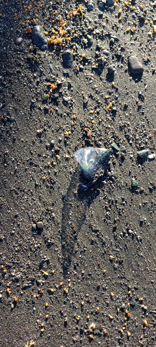 Mi-tan | Witch Vtuber 🃏🔮✨🪻 tweet media