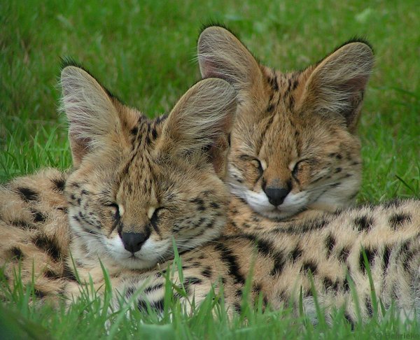 Serval Every Hour! tweet media
