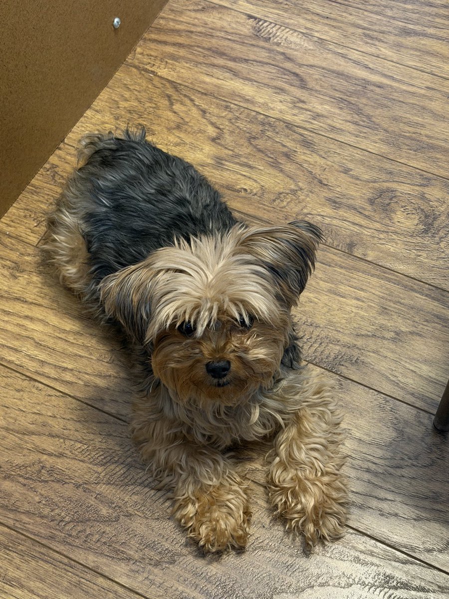 _AmandaCross's tweet photo. @UnrealBluegrass @dog_rates She thinks if she’s extra cute I’ll give her some of my breakfast. Also haircut scheduled ✔️ https://t.co/5ffQPYWj85