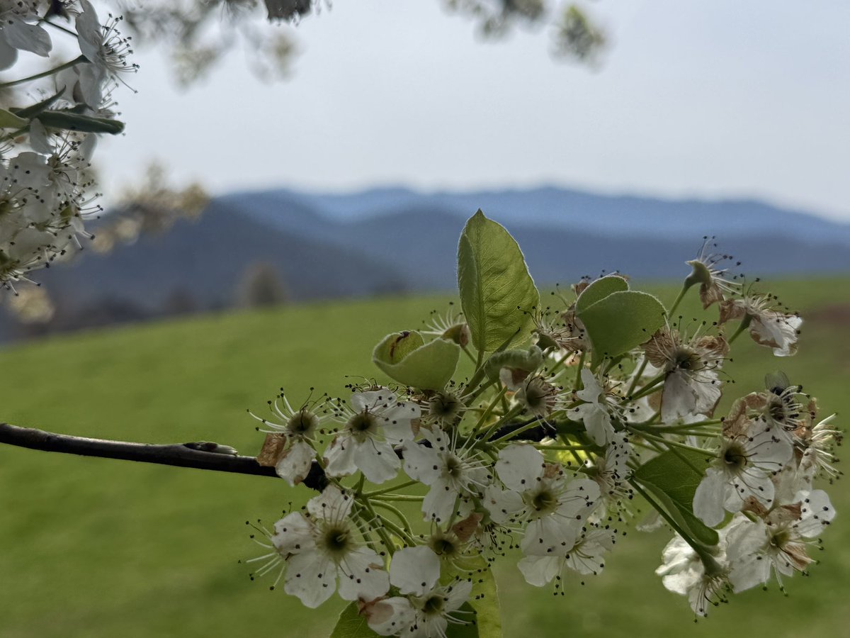 Rapturus tweet media