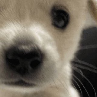 aca! ・:*+ tweet media