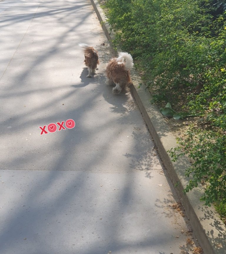 EdenVal1's tweet photo. @PARCC_Paris @egregoire @BFMTV @le_Parisien @franceinter @France3Paris 🐕🦮🐕‍🦺🐩Chiens en Ville 🐾🐾💜 #ConditionAnimale #EspacesVerts #PolitiquesUrbaines #AnimalEnVille #ÉducationCaninePositiveEtAmicale
[Cc @MaschinoSylvain À bientôt pour participer à la création du futur Conseil Canin Parisien 💚💚] https://t.co/s1t84i3XEu