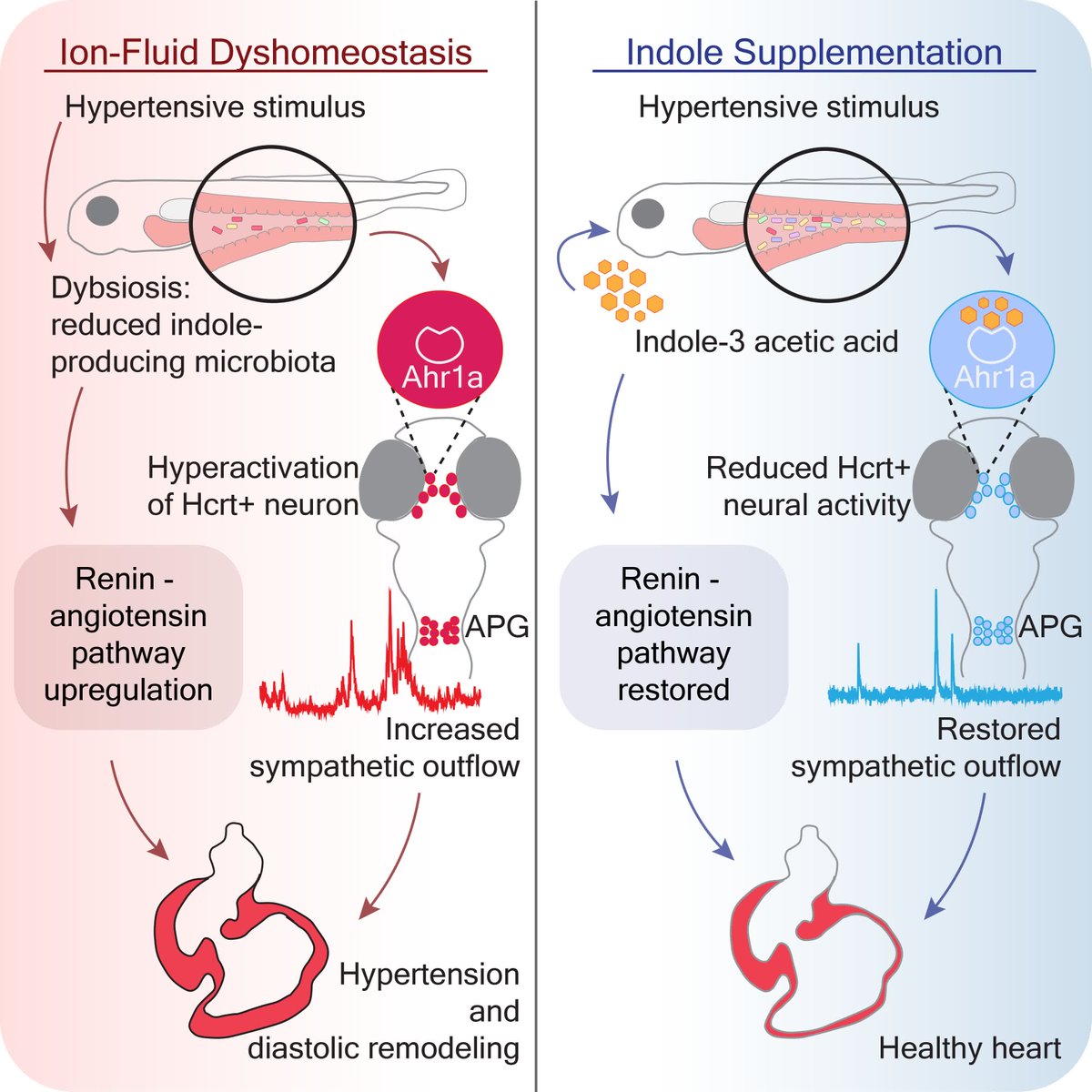 Circulation Research tweet media