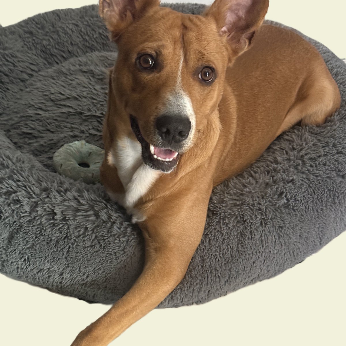 $CHALINO tweet media