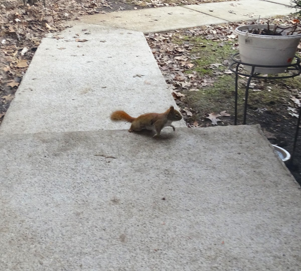 VeganSquirrelMan tweet media