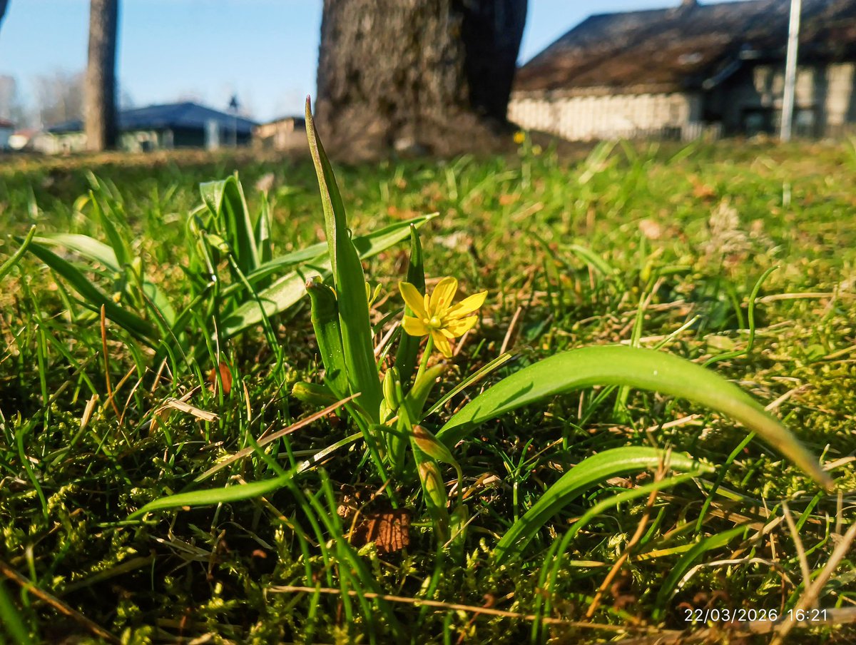 LatvianNature's tweet photo. Pavasaris Rūjienā 22.martā. 🌸
#spring #pavasaris #nature #daba #naturephotography #marts #march #spring2026 https://t.co/FJMMH6iQVe
