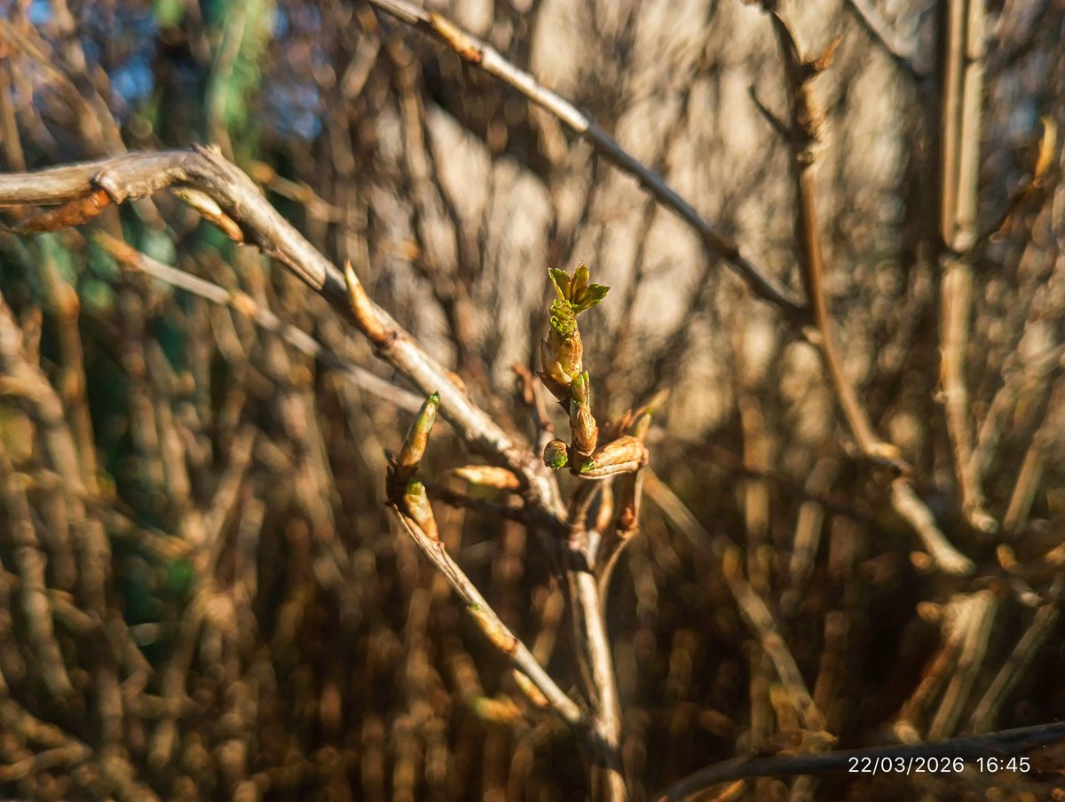 LatvianNature's tweet photo. Pavasaris Rūjienā 22.martā. 🌸
#spring #pavasaris #nature #daba #naturephotography #marts #march #spring2026 https://t.co/FJMMH6iQVe