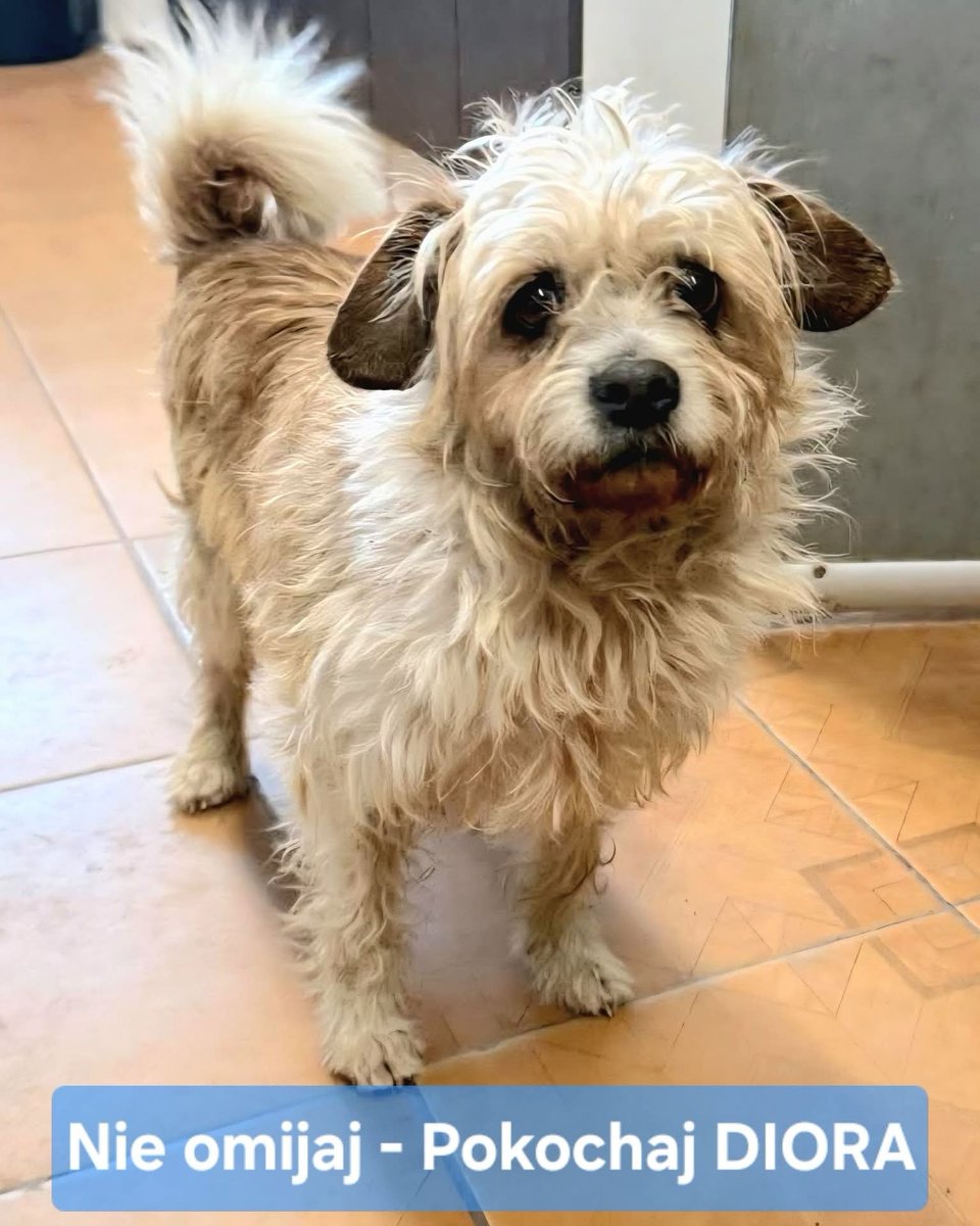 Robwalka Wolf tweet media