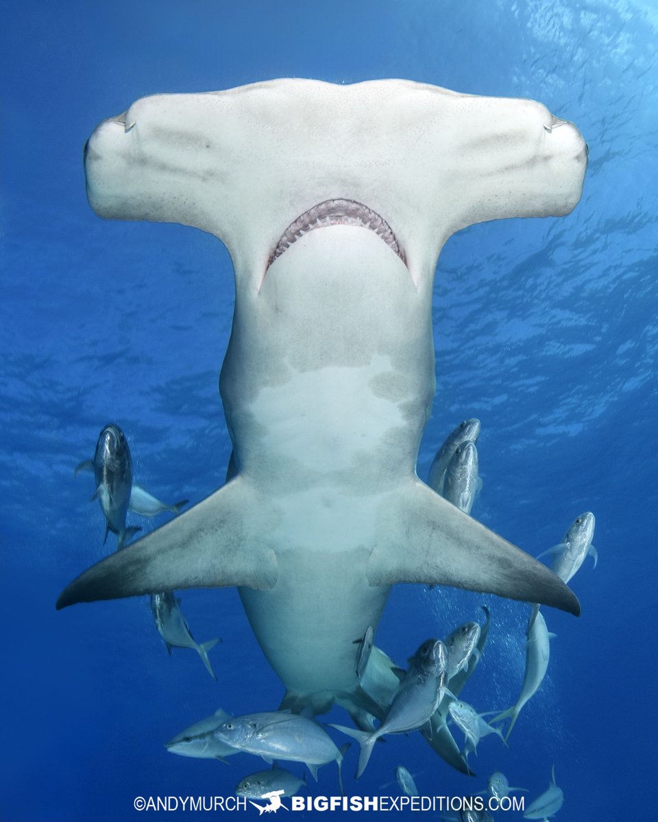 Big Fish Expeditions tweet media