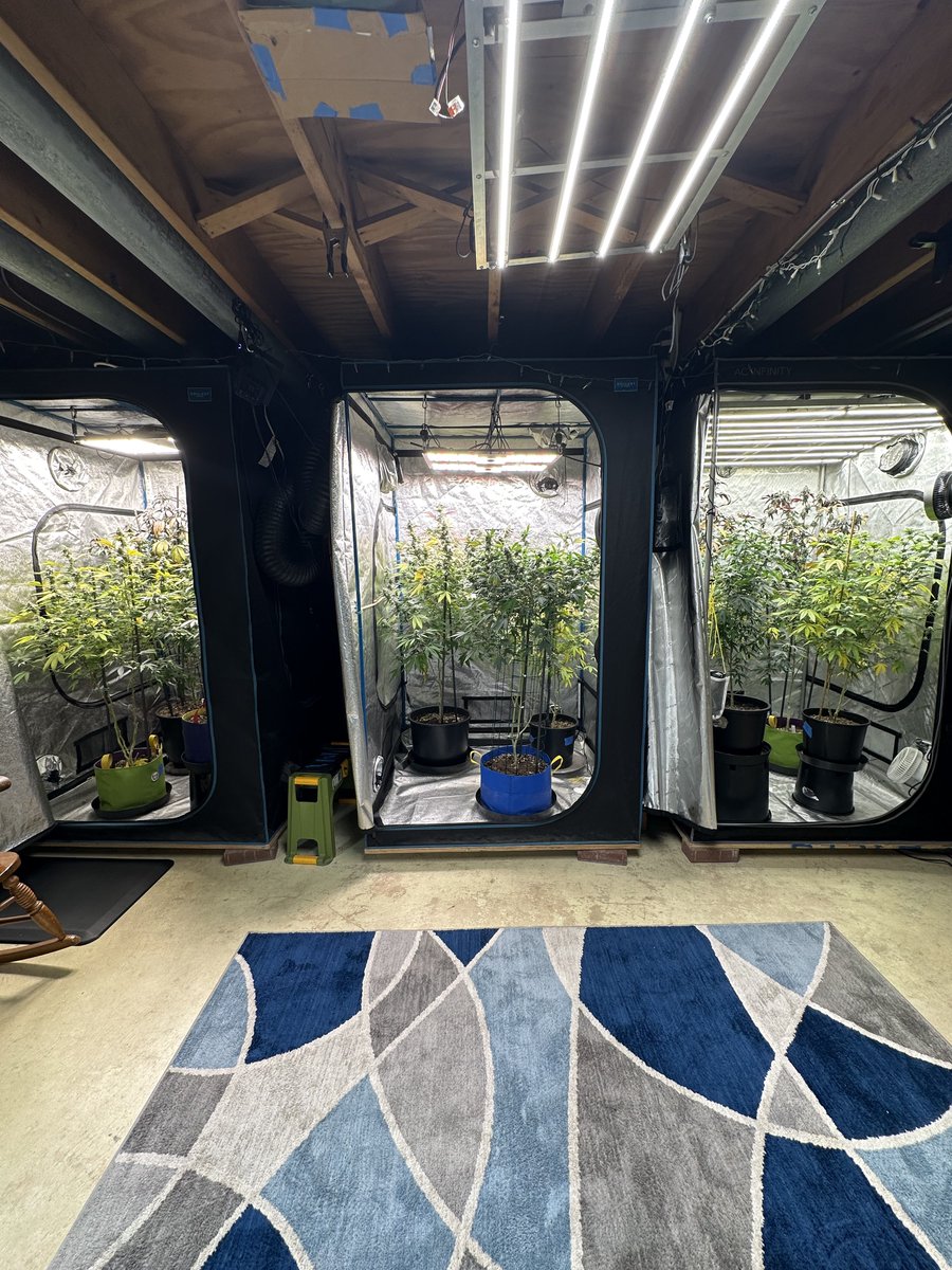 Highly Ganjanous tweet media