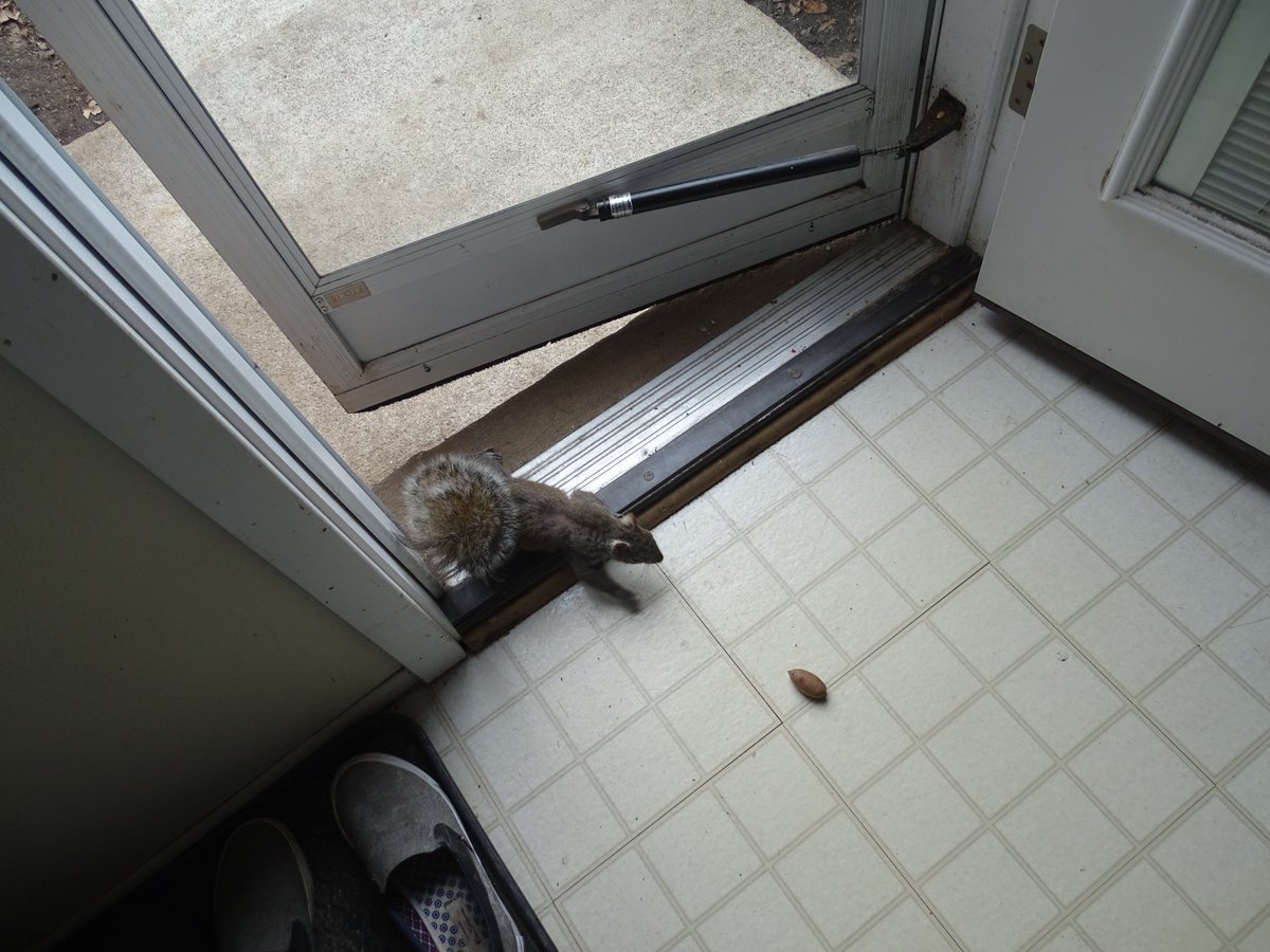 VeganSquirrelMan tweet media