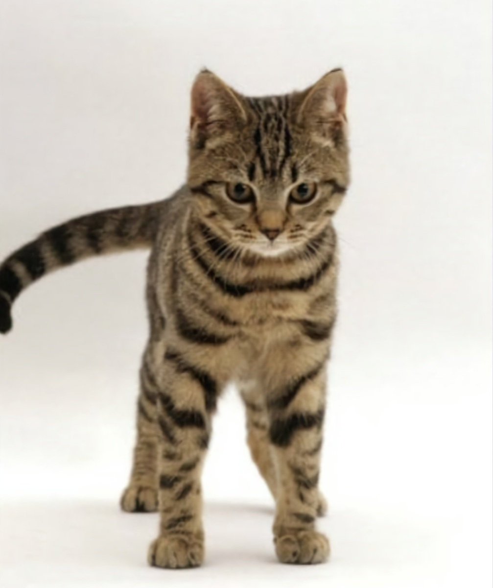 광개콩왕 tweet media