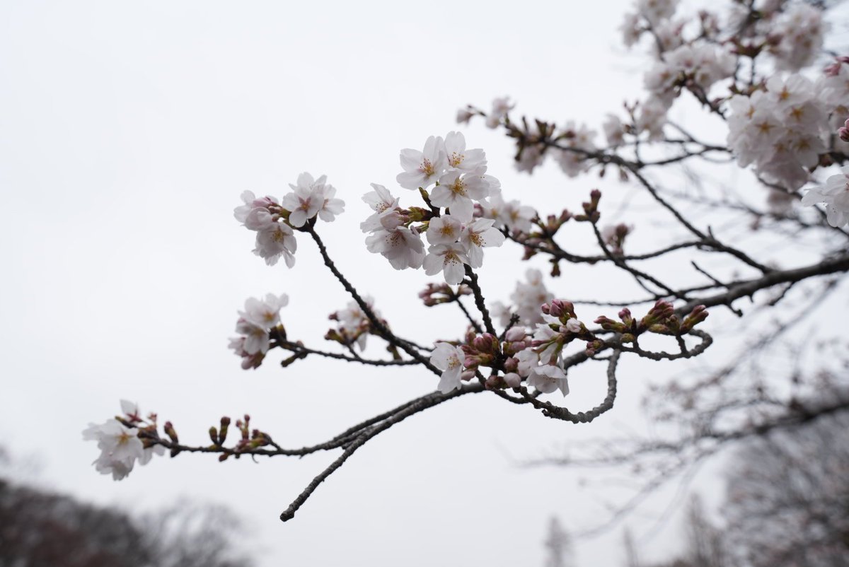 ナホン tweet media