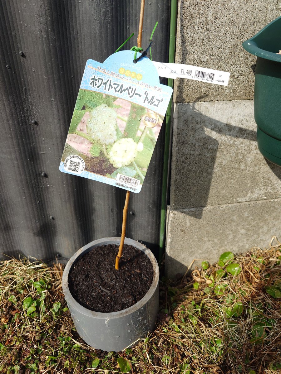 スガ夫＠スガレプ🍊 tweet media