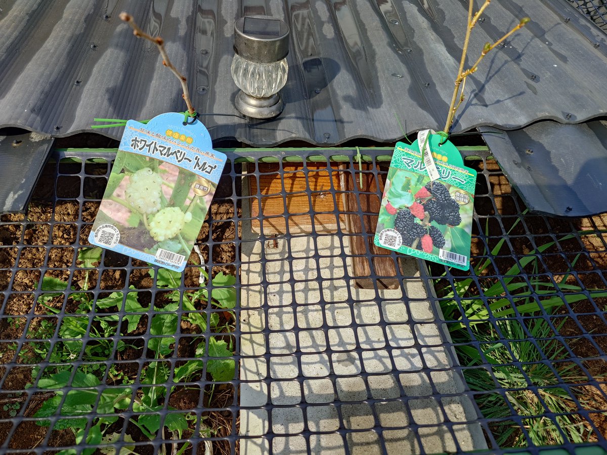 スガ夫＠スガレプ🍊 tweet media