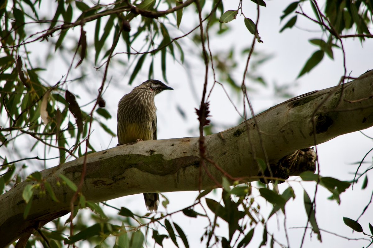 Fred O'Donnell tweet media