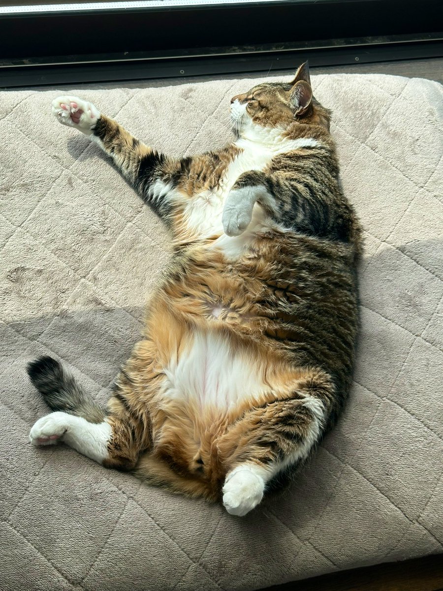 はぎもぎむぎ tweet media