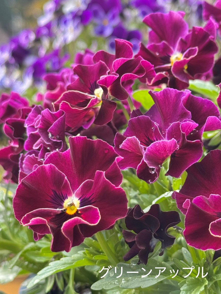 グリーンアップルଘ(੭*ˊᵕˋ)੭* ੈ♡‧₊˚ tweet media