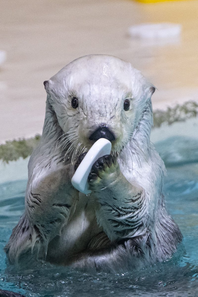 スコンブ3rd tweet media