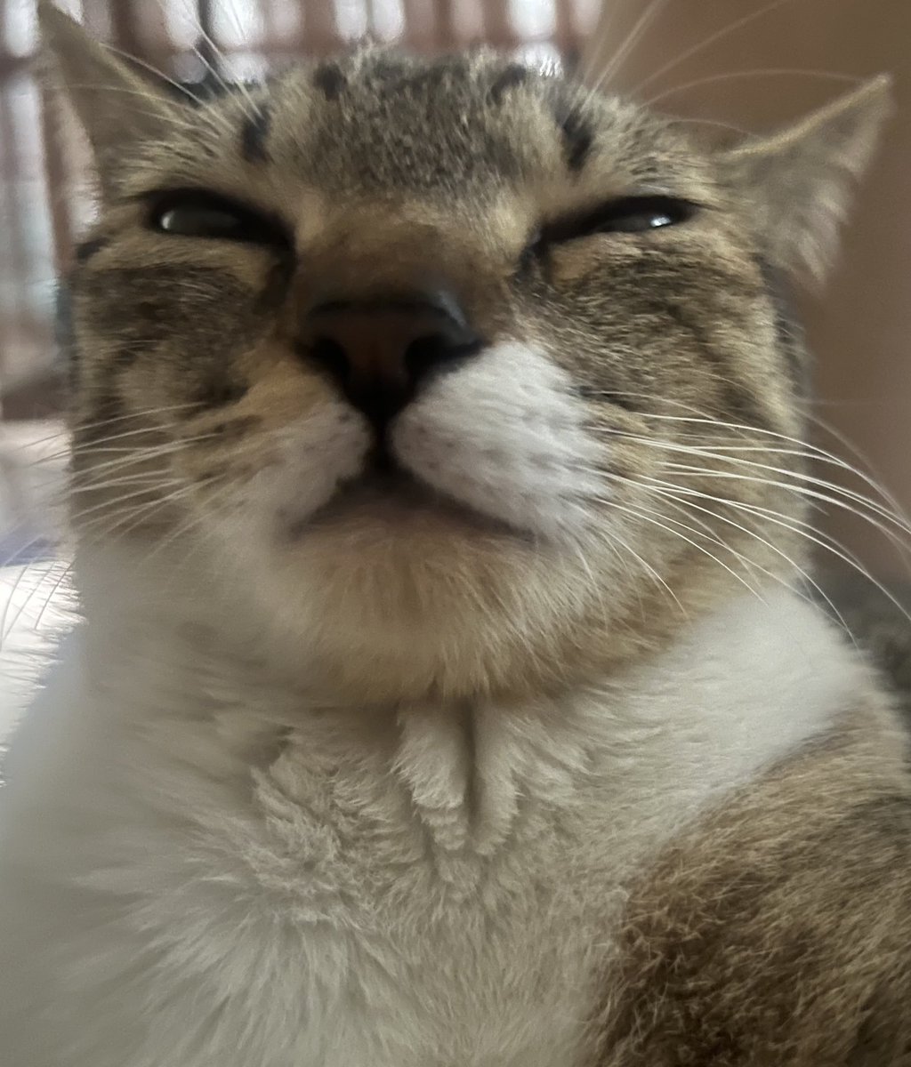 Mafufines tweet media