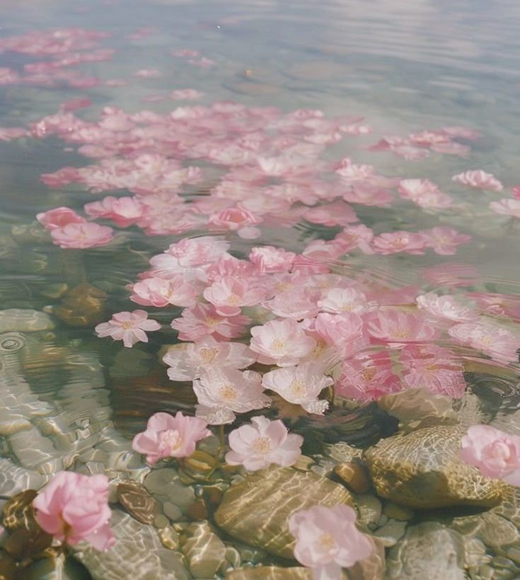 🌿🌼🧺 tweet media