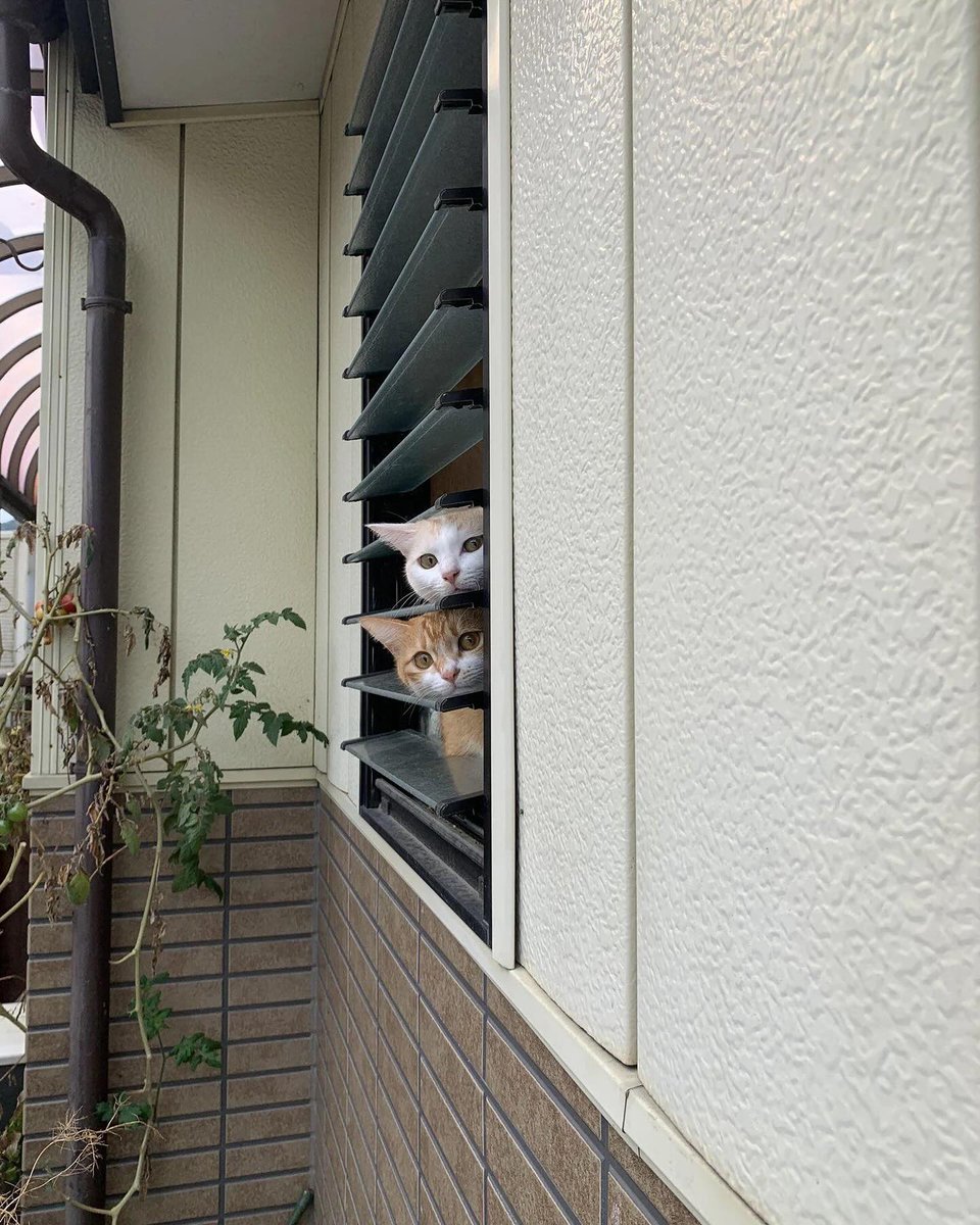 PunchingCat's tweet photo. https://t.co/JWWHKqi1OO