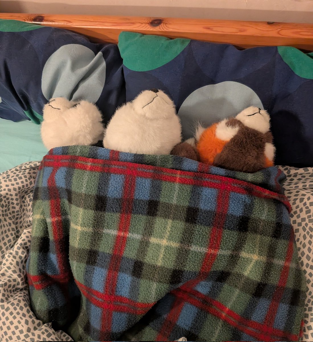 Mr.Mandanga tweet media