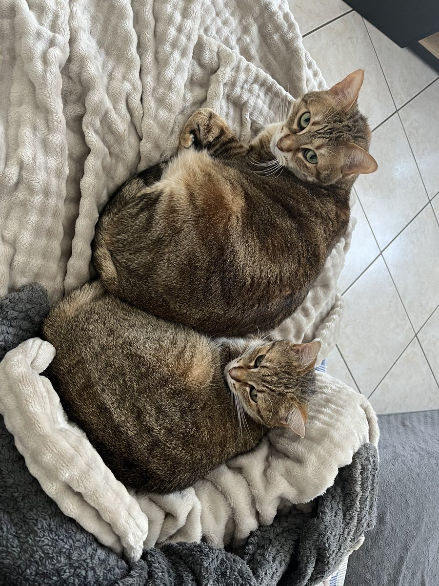 𝐀𝐤𝐢𝐢🦋 tweet media