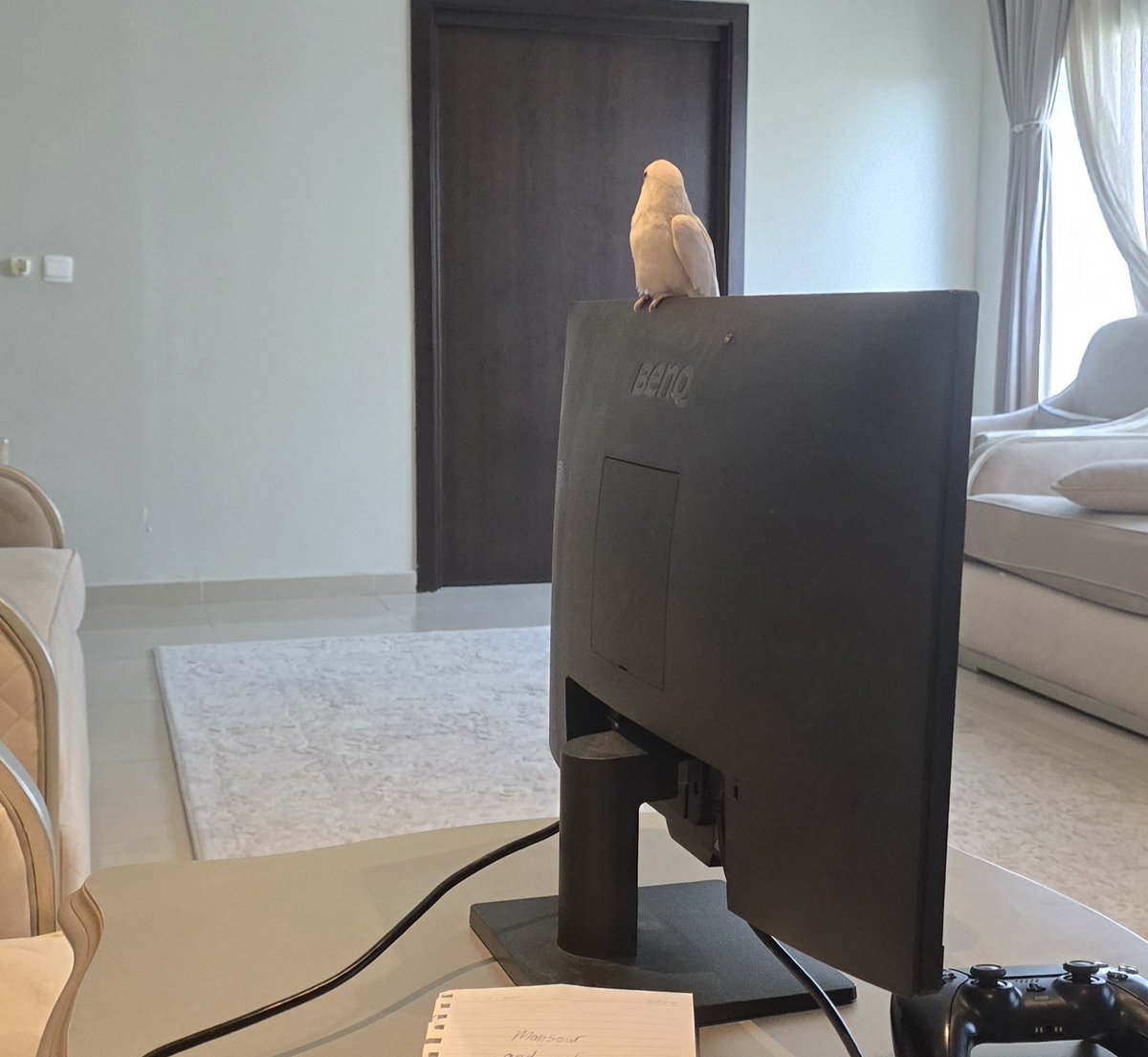 BlazerBlu & IntyM & xefvel & soda tweet media