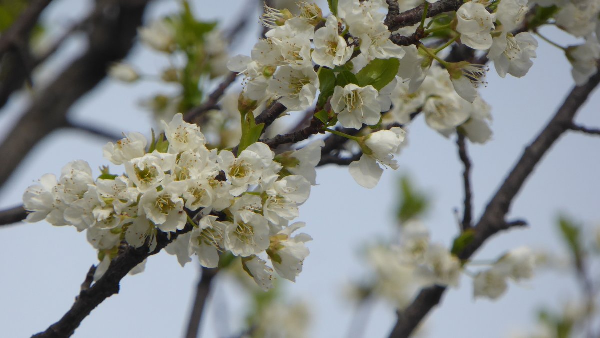 sinzou15's tweet photo. プラムの花です。 https://t.co/jrrfAySq6l
