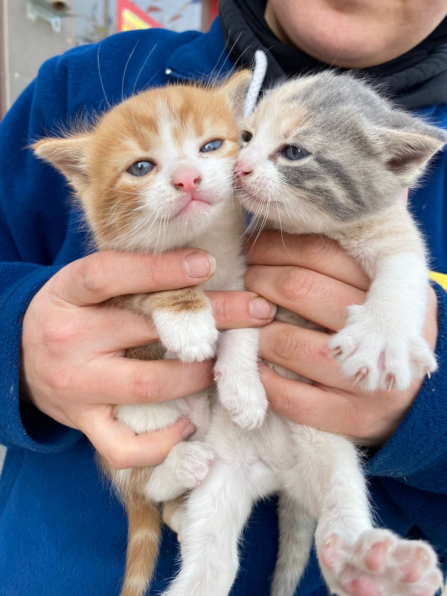 Toprak- Ana tweet media