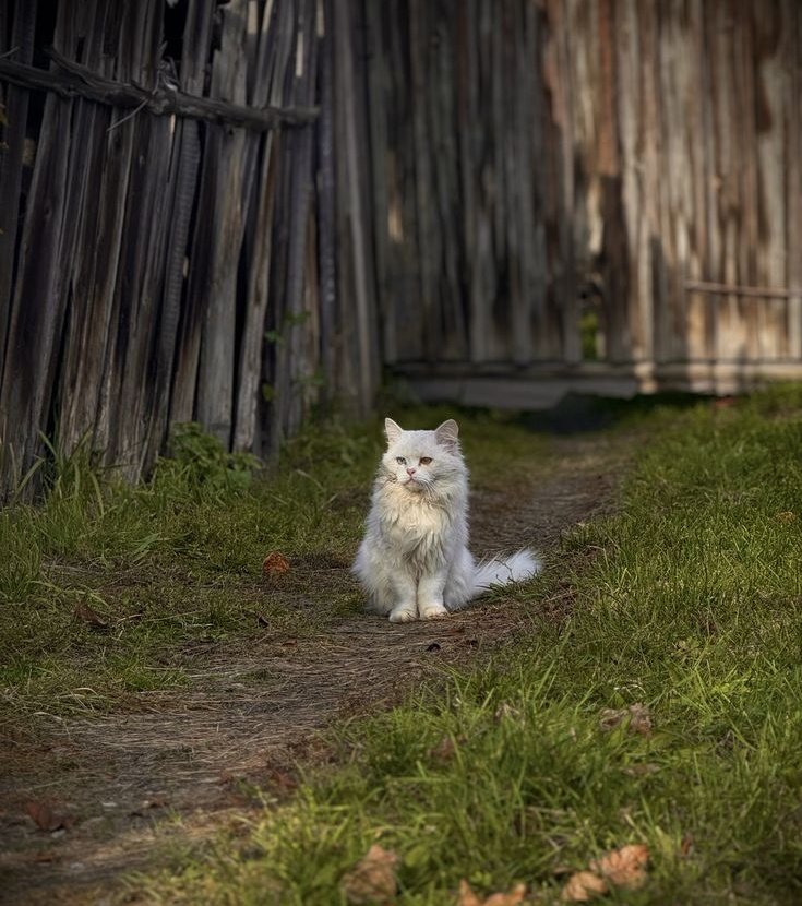 birterapi tweet media