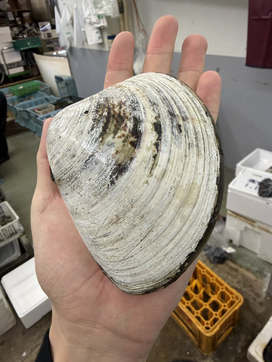 きまぐれクック@かねこ🔪🐡 tweet media