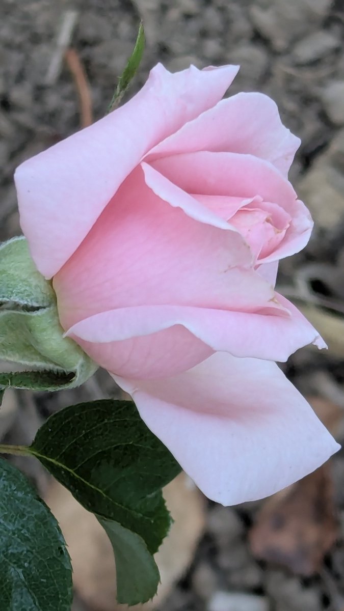 <a href="/JeanMarieGHIBAU/">Jean-Marie GHIBAUDO ☨ 🇨🇵</a> <a href="/scorpionnella/">Scorpionnella</a> 🩷💜 Le camaïeu de rose continue...rose  'Frédéric Mistral' 💜🩷