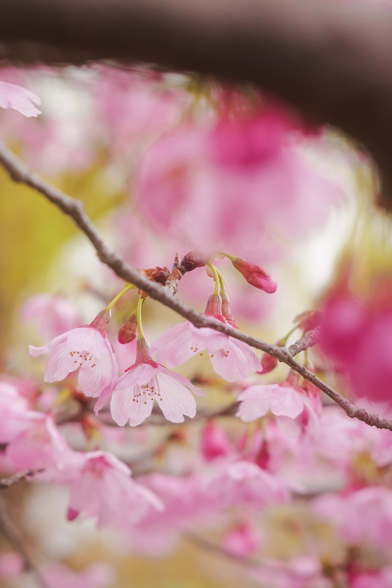 ROG FLOW T tweet media