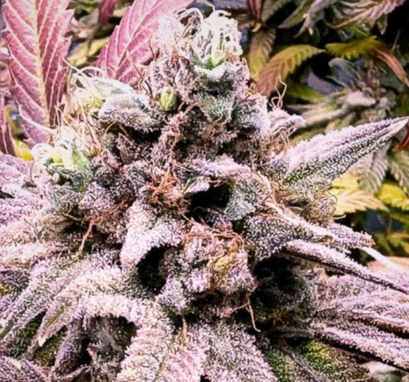 Jinxproof Genetics tweet media